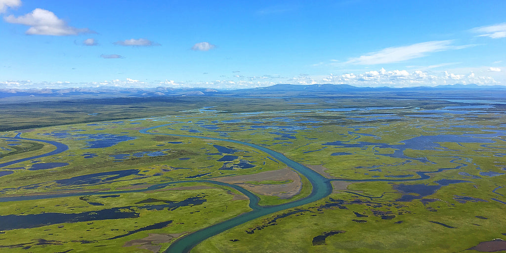 Escaping Blood-Sucking Vampires of the Alaskan Summer